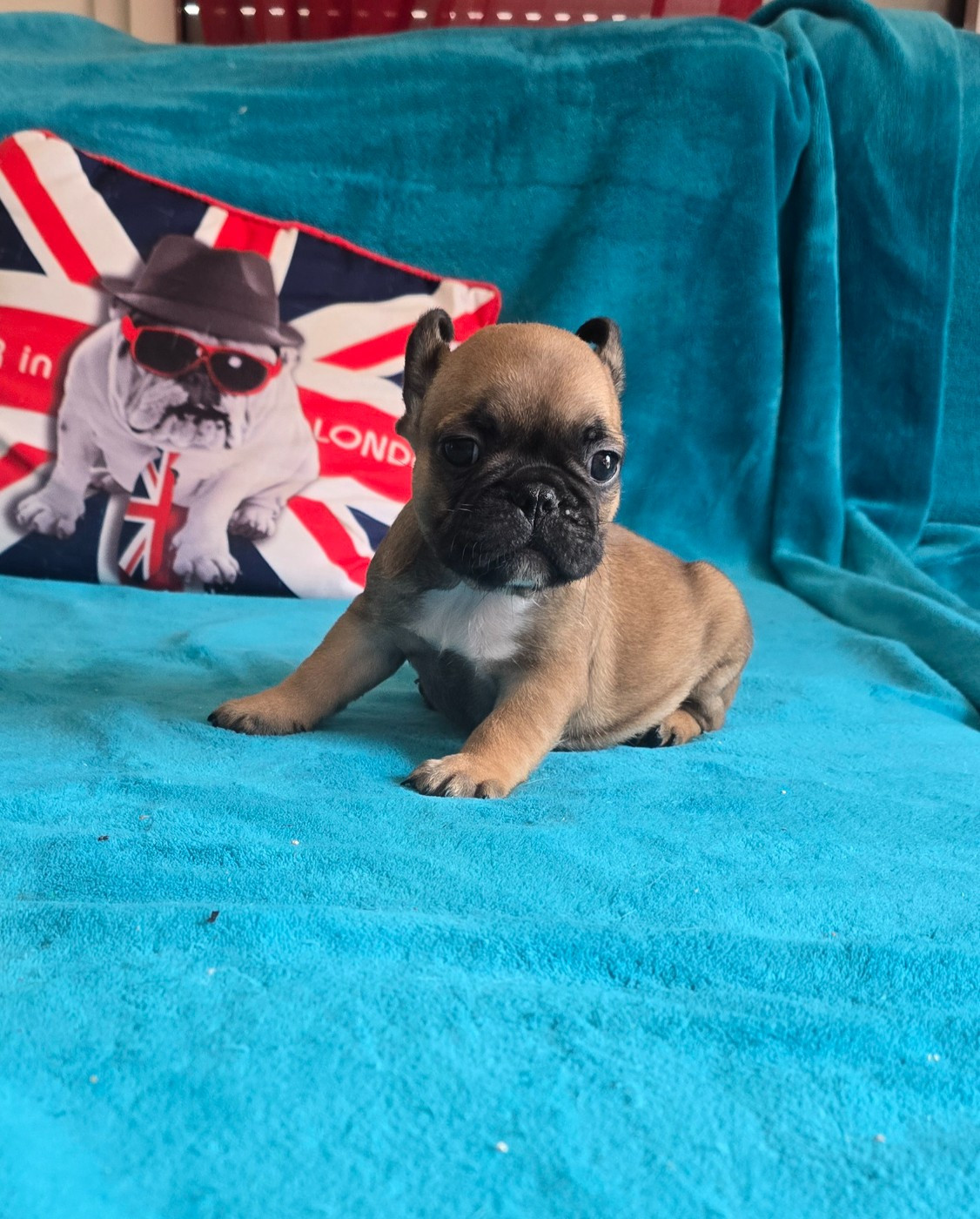 De Beauregard - Chiots disponibles - Bouledogue français