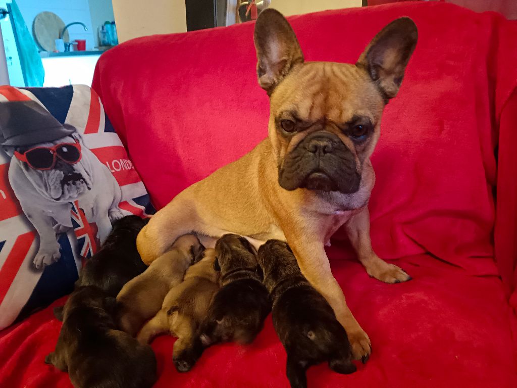 Chiot Bouledogue français De Beauregard